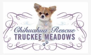 Chihuahua Rescue Truckee Meadows, Inc