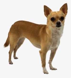 Jpg Library Stock Breed Facts And Information Wag Walking - Chihuahua Png