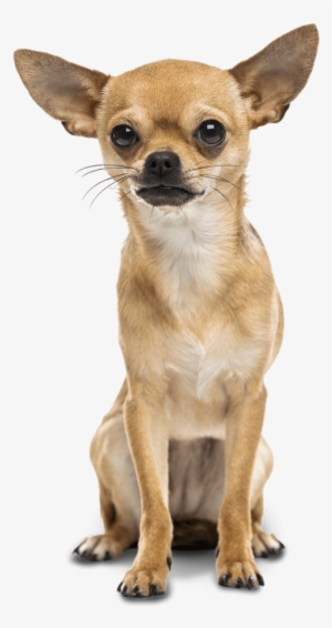 Bad To The Bone Or Misunderstood Graphic Black And - Chihuahua Png