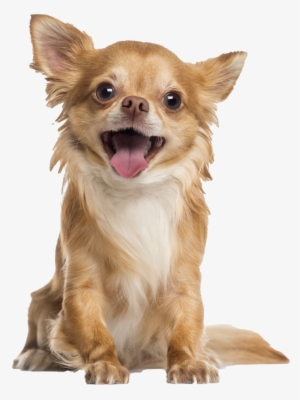Long Haired Chihuahua Pricing - Happy Chihuahua