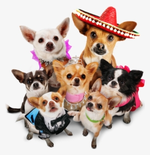 “this Chihuahua Dog Parade Is Sublimely Fun, And It - Beverly Hills Chihuahua 3