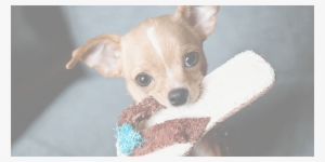 Chihuahua-adoption