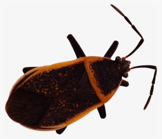 Bug - 臭虫