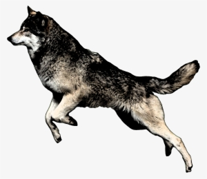 Wolfjumping - Jumping Wolf Png