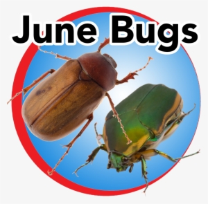 June Bugs Blue Buttom - Junikäfer
