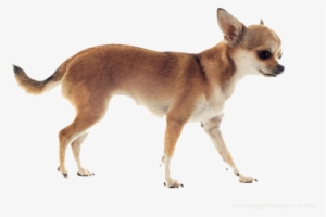 Chihuahua Dog Standing Photo - Chihuahua Running Png