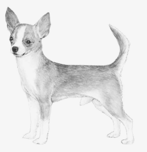 Terrier Drawing Chihuahua - Standard Chihuahua