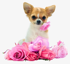 Button Image, Pet Dogs, Dogs And Puppies - Cute Chihuahua With Roses
