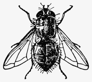 animals, house, black, drawing, white, cartoon, bugs - house fly illustration