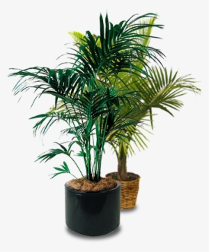 Palm Trees - Potted Palm Tree Png
