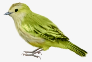 Green Bird Png Picture Royalty Free Stock - Green Bird Png