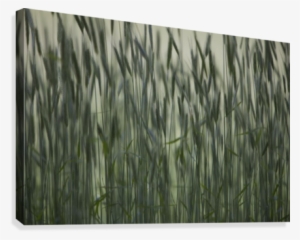 Long Grass In Farm Field Canvas Print