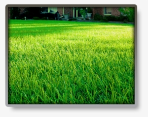 Complete This Form And One Of Our Lawn Technicians - Lawn Care