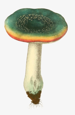 Wild Mushroom Transparent Plant Vector About Ink Green, - Botanical Illustration