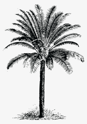 , , - Date Palm Tree Black And White