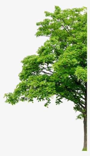 About - Plant Tree Background Png