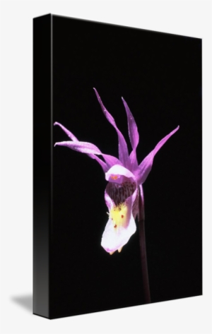 "wild Fairyslipper Orchid" By Ron Marquart, Boise - Cypripedium