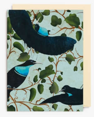 Victoria's Riflebird