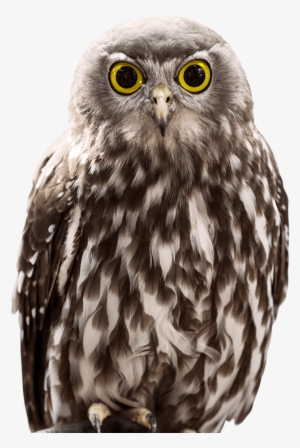 Owl Close Png Photo - Owl