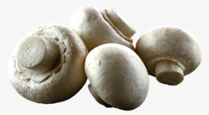 White Button Mushrooms - Button Mushroom Png