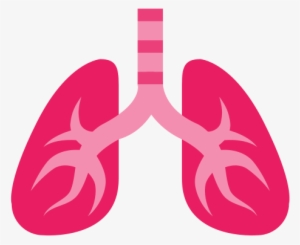 Lung Png
