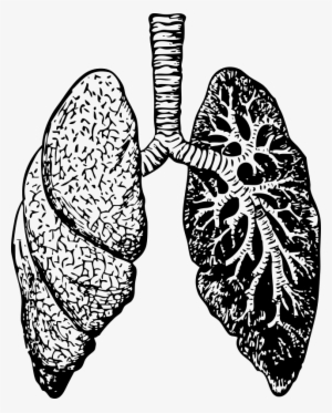 Lung