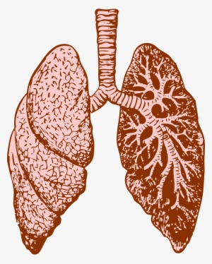 Lung