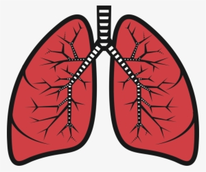 Png Library Stock Bud Bronchus Respiratory System Trachea - Clip Art Of Lungs