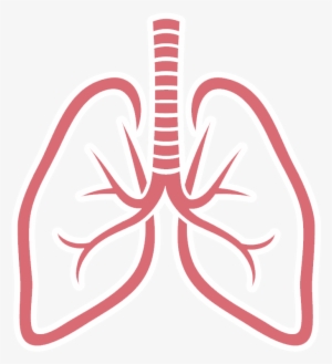 Lungs Png Picture - Lungs Png