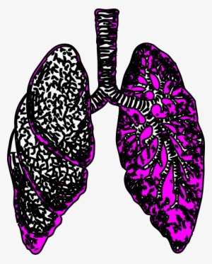 Lungs Clipart - Lungs Art