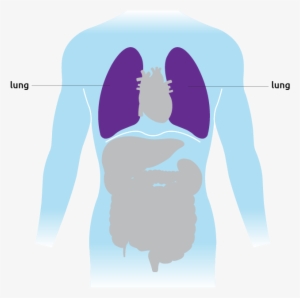 This Is Where The Lungs Are Situated In The Torso - Illustration