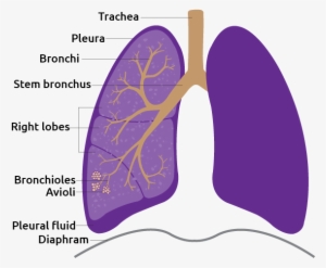 Lung - Animal