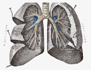 Lungs Png Transparent Images - Lungs