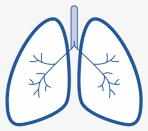 Easy Drawings Of Lungs