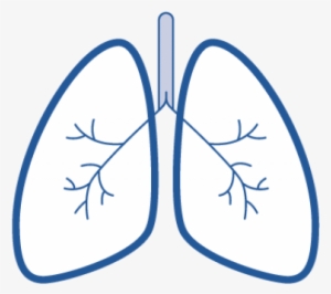 Easy Drawings Of Lungs