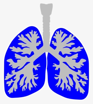 Lung Clip Art At Clker Com Vector - Detection Of Lung Cancer With Breath Gas