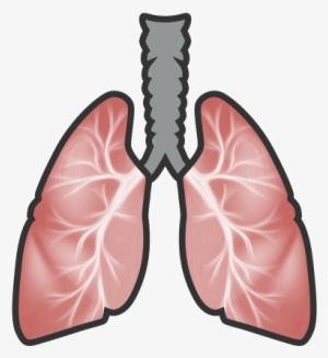 lungs - asthma lungs png