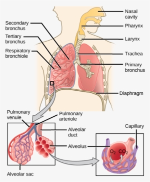 Mammalian Respiratory System Diagram