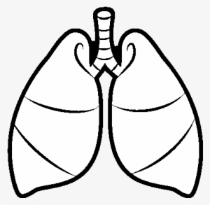 lungs coloring page - dibujo de un pulmon