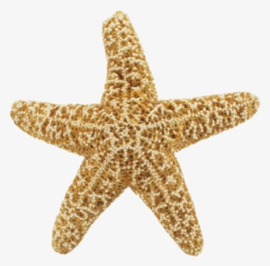 Starfish Png Transparent Image - Star Fish Png Hd