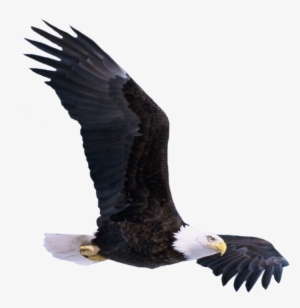 Free Png Bald Eagle Flying Png Images Transparent - Flying Eagle Png