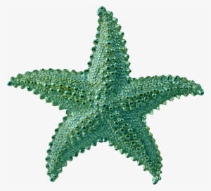 Starfish Png