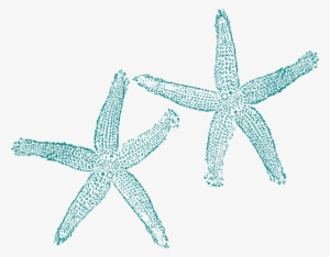 Starfish Clipart Vector - Purple Beach Clip Art