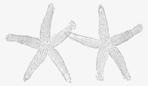 Light Gray Starfish Clipart