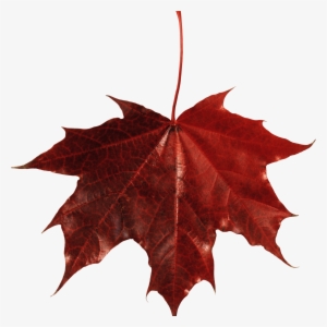 Maple Leaf Canada - Fall Leaf Transparent Background
