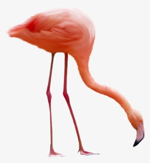 Download - Flamingo Png