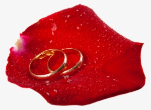 Free Png Wedding Rings In Rose Petal Png Images Transparent - Love You Dp