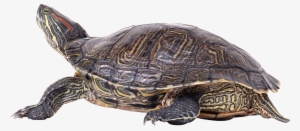 Turtle Png