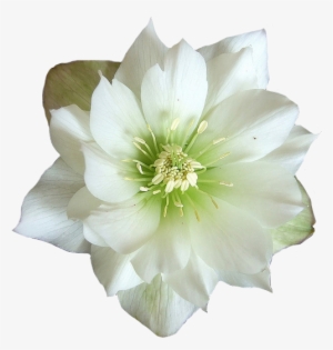 Green And White Flower - Flower