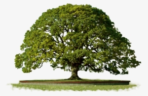 Clipart Png Top - Tree Png